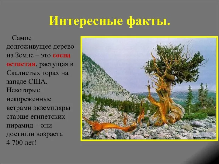 Интересные факты. Самое долгоживущее дерево на Земле – это сосна остистая,