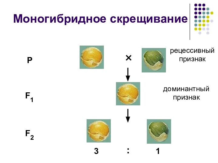 Моногибридное скрещивание P F1 F2 3 : 1 × доминантный признак рецессивный признак