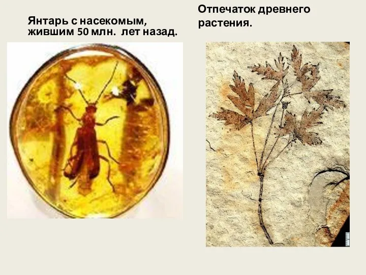 Янтарь с насекомым, жившим 50 млн. лет назад. Отпечаток древнего растения.