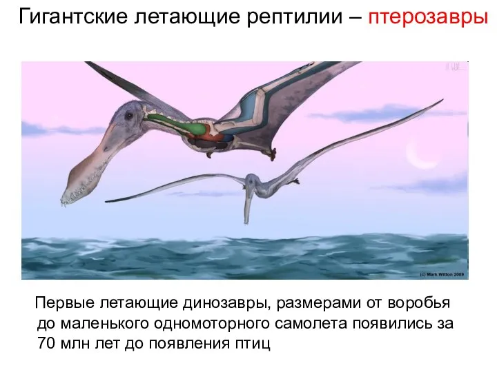 Гигантские летающие рептилии – птерозавры Первые летающие динозавры, размерами от воробья