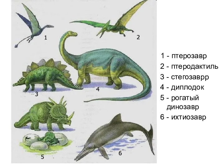 1 - птерозавр 2 - птеродактиль 3 - стегозаврр 4 -