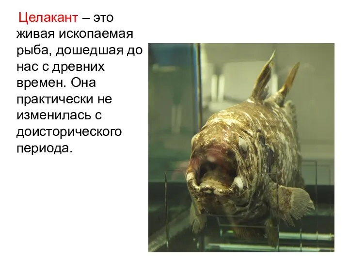 Целакант – это живая ископаемая рыба, дошедшая до нас с древних