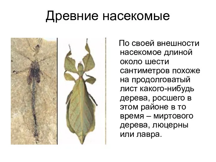 Древние насекомые По своей внешности насекомое длиной около шести сантиметров похоже