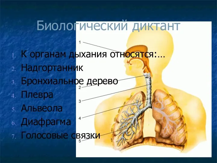 Биологический диктант К органам дыхания относятся:… Надгортанник Бронхиальное дерево Плевра Альвеола Диафрагма Голосовые связки