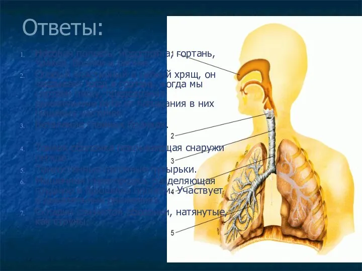 Ответы: Носовая полость, носоглотка, гортань, трахея, бронхи и легкие. Особый эластичный