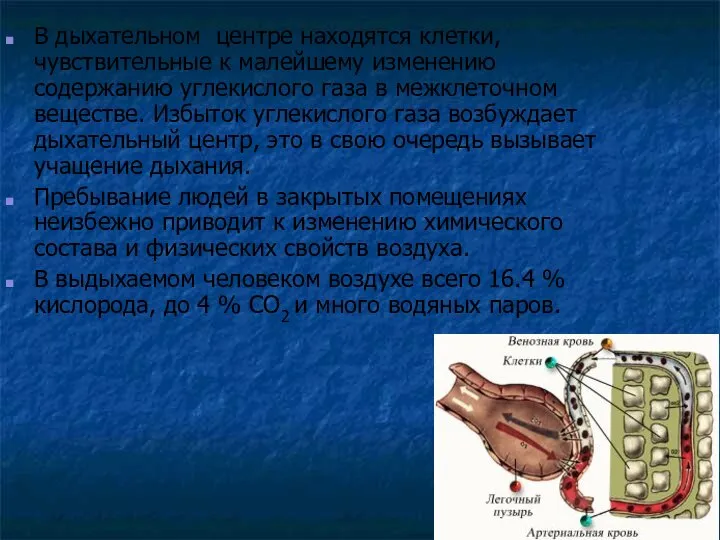 В дыхательном центре находятся клетки, чувствительные к малейшему изменению содержанию углекислого