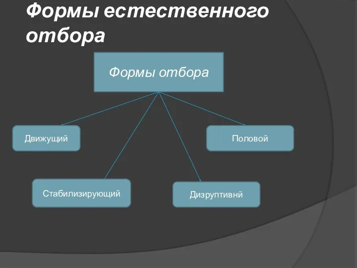 Формы естественного отбора Формы отбора Движущий Стабилизирующий Дизруптивнй Половой