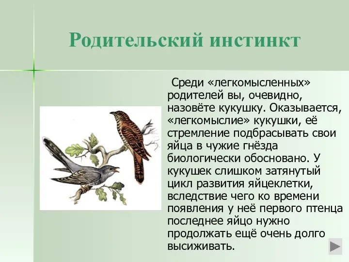 Родительский инстинкт Среди «легкомысленных» родителей вы, очевидно, назовёте кукушку. Оказывается, «легкомыслие»