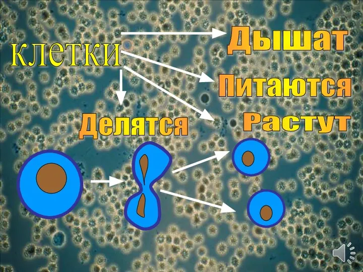 клетки Дышат Питаются Растут Делятся