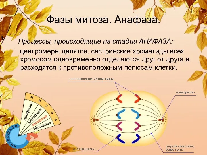 Фазы митоза. Анафаза. Процессы, происходящие на стадии АНАФАЗА: центромеры делятся, сестринские