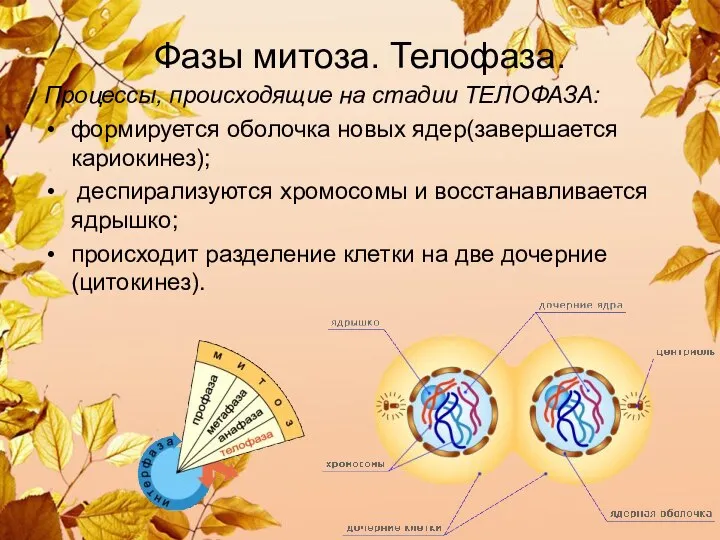 Фазы митоза. Телофаза. Процессы, происходящие на стадии ТЕЛОФАЗА: формируется оболочка новых