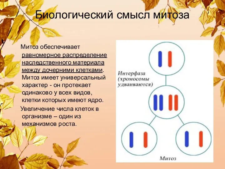 Биологический смысл митоза Митоз обеспечивает равномерное распределение наследственного материала между дочерними