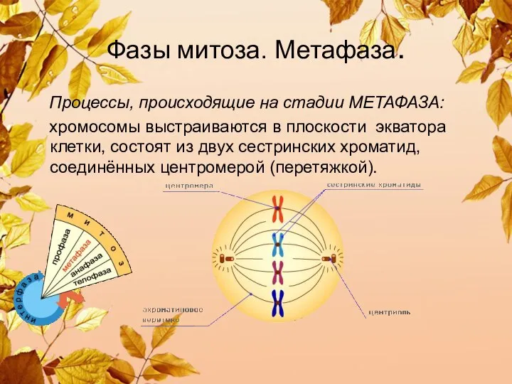 Фазы митоза. Метафаза. Процессы, происходящие на стадии МЕТАФАЗА: хромосомы выстраиваются в