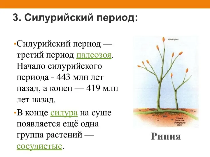 3. Силурийский период: Силурийский период — третий период палеозоя. Начало силурийского