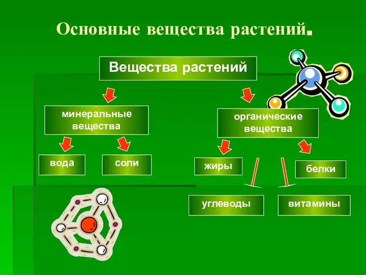 Основные вещества растений. Вещества растений минеральные вещества вода соли органические вещества белки жиры углеводы витамины