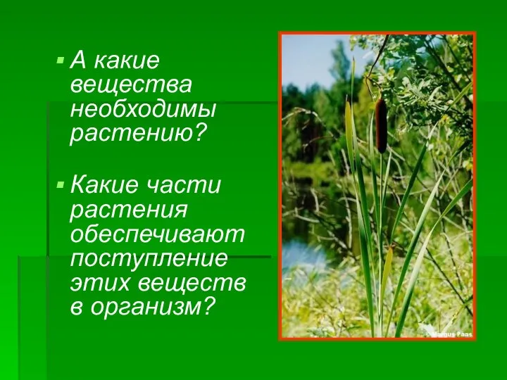 А какие вещества необходимы растению? Какие части растения обеспечивают поступление этих веществ в организм?