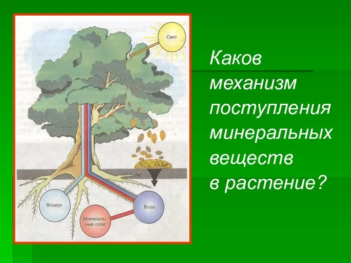 Каков механизм поступления минеральных веществ в растение?