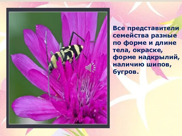 Все представители семейства разные по форме и длине тела, окраске, форме надкрылий, наличию шипов, бугров.