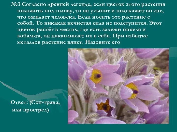 №3 Согласно древней легенде, если цветок этого растения положить под голову,