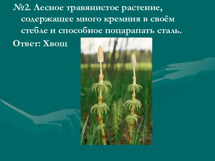 №2. Лесное травянистое растение, содержащее много кремния в своём стебле и способное поцарапать сталь. Ответ: Хвощ