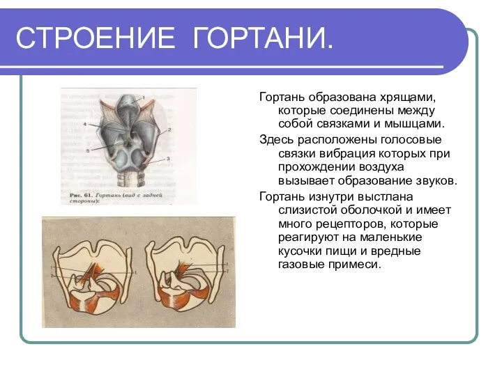 СТРОЕНИЕ ГОРТАНИ. Гортань образована хрящами, которые соединены между собой связками и