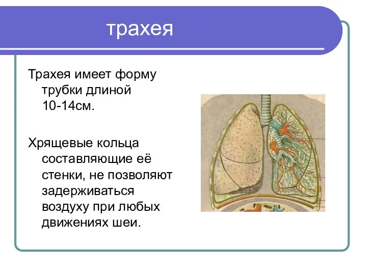 трахея Трахея имеет форму трубки длиной 10-14см. Хрящевые кольца составляющие её