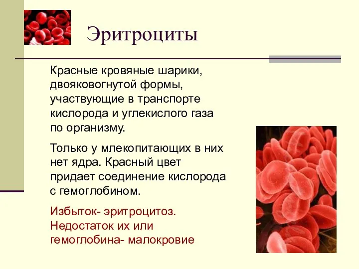 Эритроциты Красные кровяные шарики, двояковогнутой формы, участвующие в транспорте кислорода и