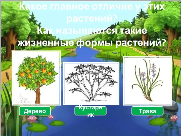 Какое главное отличие у этих растений? Как называются такие жизненные формы растений? Дерево Кустарник Трава