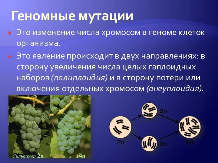 Геномные мутации Это изменение числа хромосом в геноме клеток организма. Это