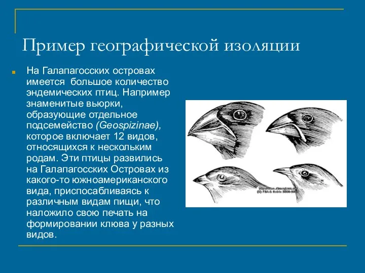 Пример географической изоляции На Галапагосских островах имеется большое количество эндемических птиц.