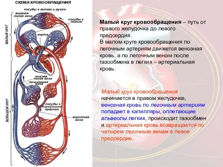 Малый круг кровообращения начинается в правом желудочке, венозная кровь по легочным