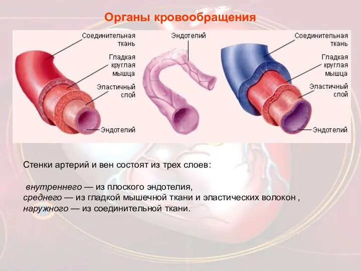 Органы кровообращения Стенки артерий и вен состоят из трех слоев: внутреннего