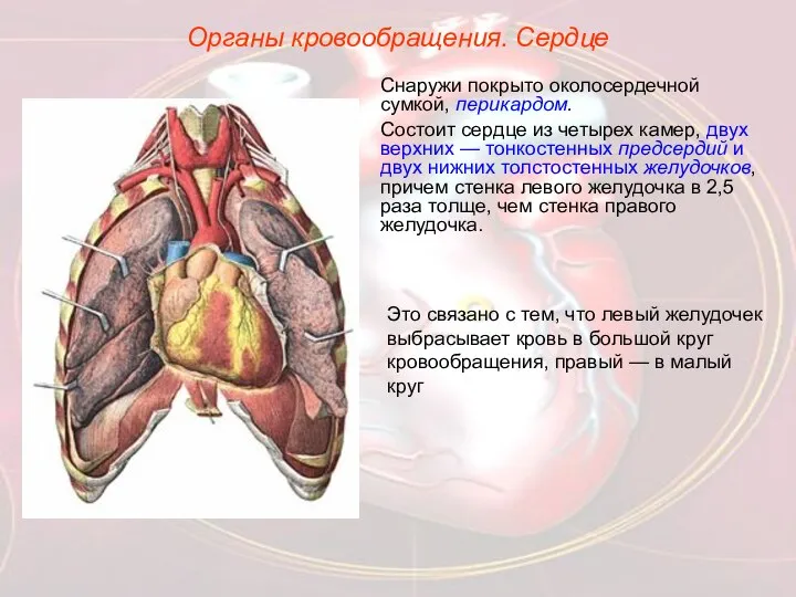 Органы кровообращения. Сердце Снаружи покрыто околосердечной сумкой, перикардом. Состоит сердце из