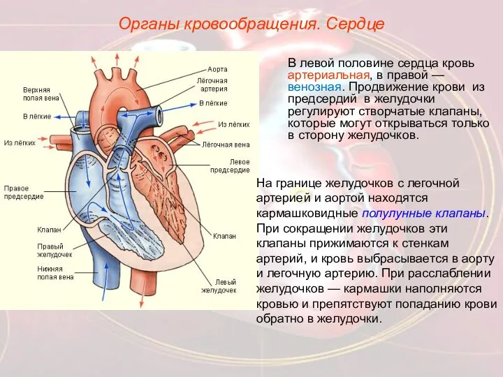 Органы кровообращения. Сердце В левой половине сердца кровь артериальная, в правой
