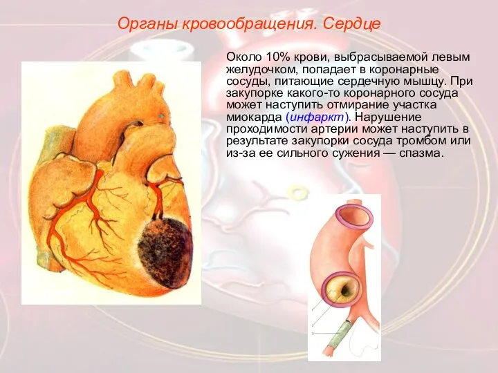 Органы кровообращения. Сердце Около 10% крови, выбрасываемой левым желудочком, попадает в