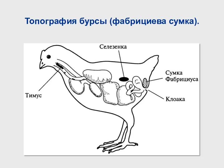 Топография бурсы (фабрициева сумка).