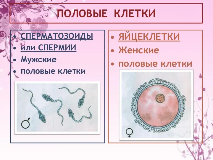 ПОЛОВЫЕ КЛЕТКИ СПЕРМАТОЗОИДЫ или СПЕРМИИ Мужские половые клетки ЯЙЦЕКЛЕТКИ Женские половые клетки