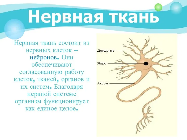 Нервная ткань Нервная ткань состоит из нервных клеток – нейронов. Они