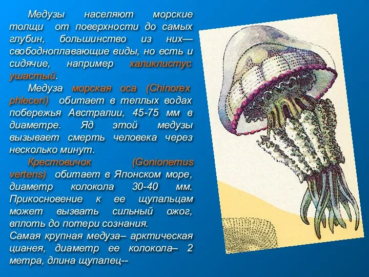 Медузы населяют морские толщи от поверхности до самых глубин, большинство из