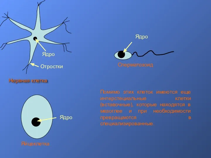 Ядро Отростки Нервная клетка Ядро Яйцеклетка Ядро Сперматозоид Помимо этих клеток