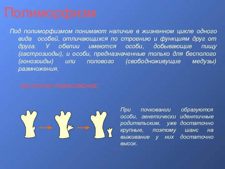 Полиморфизм Под полиморфизмом понимают наличие в жизненном цикле одного вида особей,