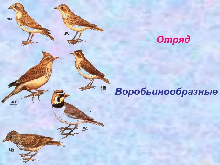 Отряд Воробьинообразные