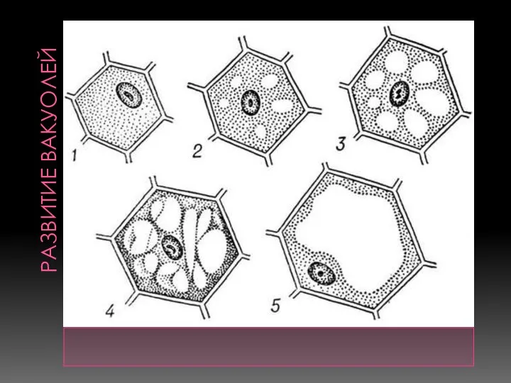Развитие вакуолей