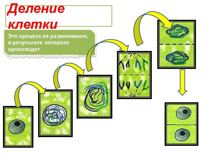 Это процесс ее размножения, в результате которого происходит увеличение числа клеток. Деление клетки