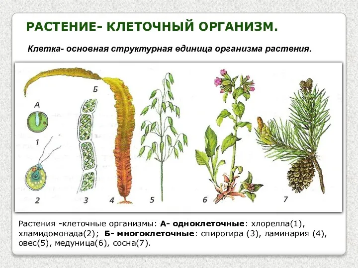 Растение- клеточный организм. Клетка- основная структурная единица организма растения. Растения -клеточные