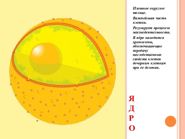 ЯДР О Плотное округлое тельце. Важнейшая часть клетки. Регулирует процессы жизнедеятельности.