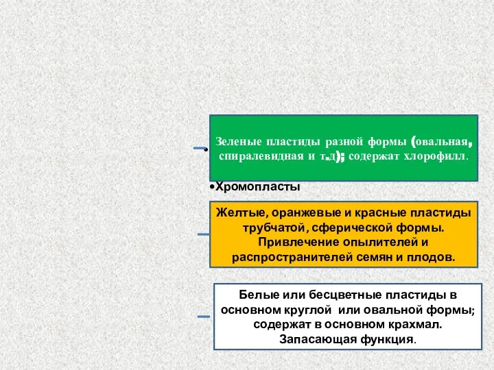 Зеленые пластиды разной формы (овальная, спиралевидная и т.д); содержат хлорофилл. Желтые,