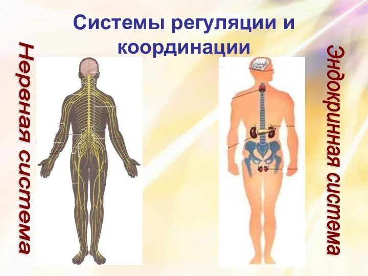 Системы регуляции и координации Нервная система Эндокринная система