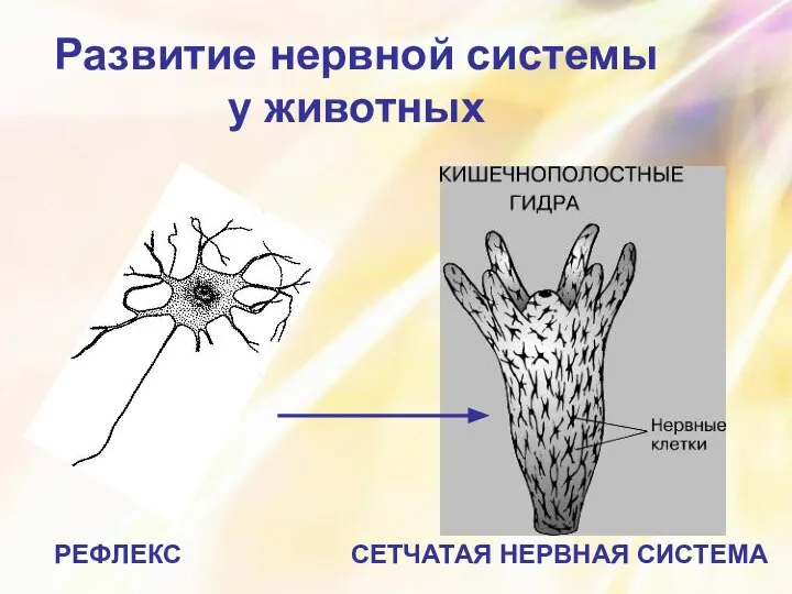 Развитие нервной системы у животных СЕТЧАТАЯ НЕРВНАЯ СИСТЕМА РЕФЛЕКС