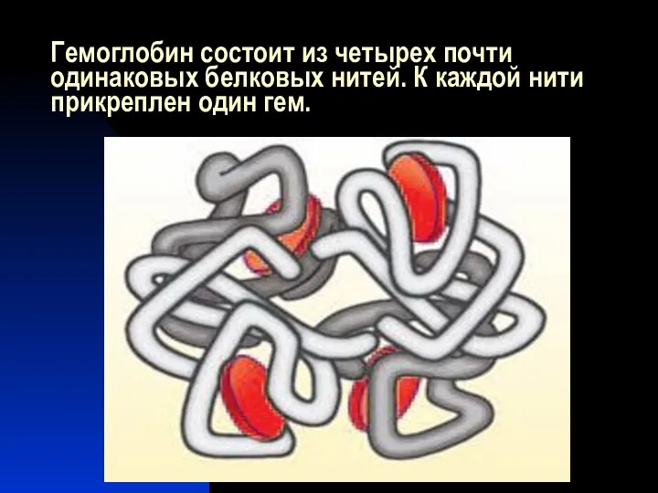 Гемоглобин состоит из четырех почти одинаковых белковых нитей. К каждой нити прикреплен один гем.